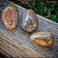 Bois fossilisé roulés Grade AAA