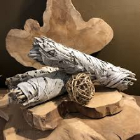 Sauge blanche Californie 11 cm 25-35 Gr