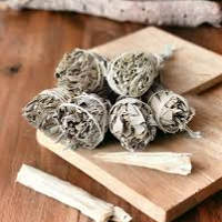 Sauge Blanche californie Torche 15-25 Gr